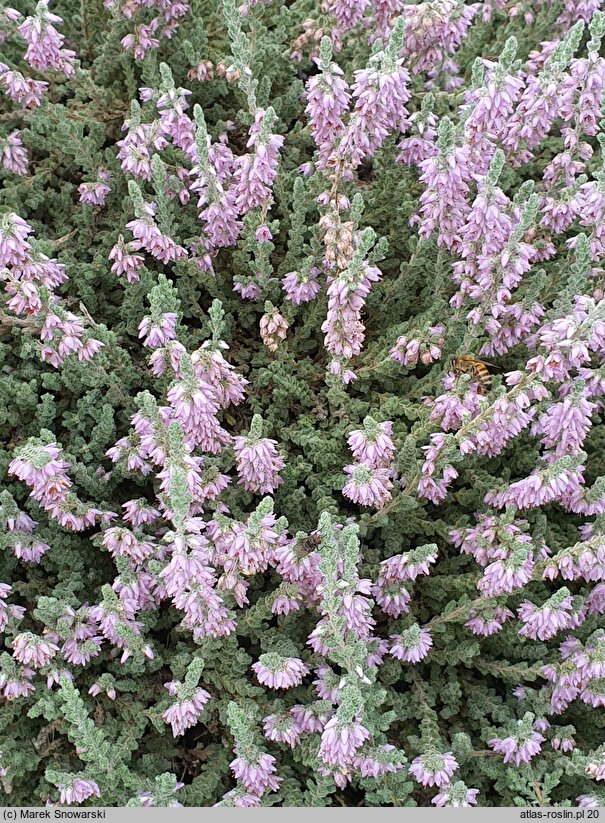 Calluna vulgaris Grizabella