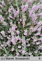 Calluna vulgaris Grizabella