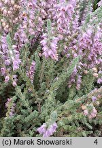 Calluna vulgaris Grizabella