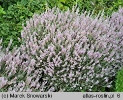 Calluna vulgaris Grizabella