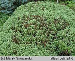 Veronica pinguifolia (hebe tłustolistna)