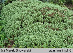 Veronica pinguifolia (hebe tłustolistna)