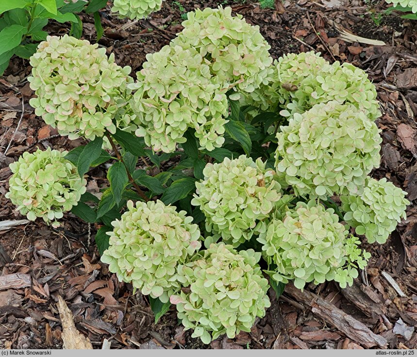 Hydrangea paniculata Pancetta