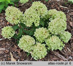 Hydrangea paniculata Pancetta