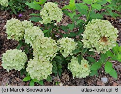 Hydrangea paniculata Pancetta