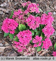 Hydrangea macrophylla Francy Hot Pink