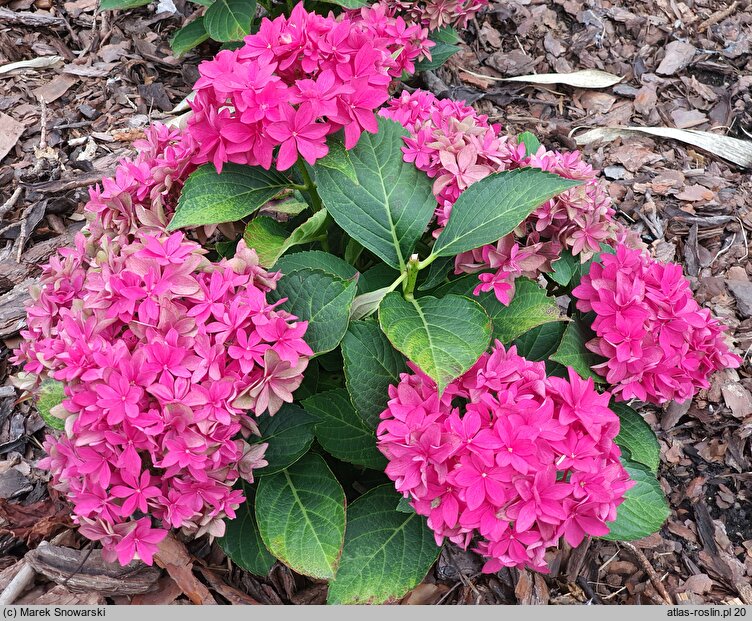 Hydrangea macrophylla Francy Hot Pink