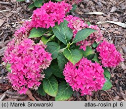 Hydrangea macrophylla Francy Hot Pink