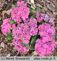 Hydrangea macrophylla Curly Sparkle Blue