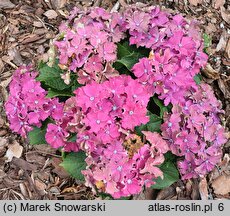 Hydrangea macrophylla Curly Sparkle Blue