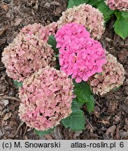 Hydrangea macrophylla Saxon Series Style Pink