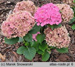 Hydrangea macrophylla Saxon Series Style Pink