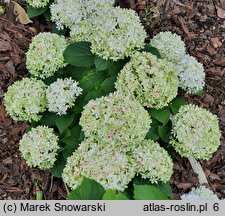 Hydrangea macrophylla Florencia