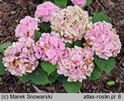 Hydrangea macrophylla Saxon Series Sonnenstein