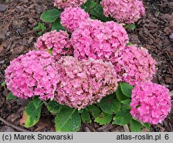 Hydrangea macrophylla Double Pink