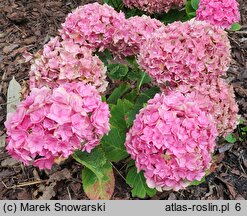 Hydrangea macrophylla Double Pink