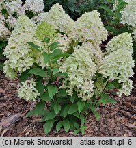 Hydrangea paniculata Panama