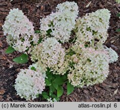 Hydrangea paniculata Panama