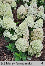 Hydrangea paniculata Panama