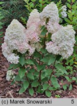 Hydrangea paniculata Pandalus