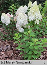 Hydrangea paniculata Pandalus