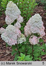 Hydrangea paniculata Pandalus