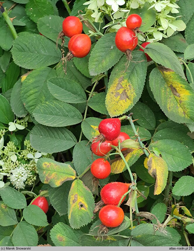 Rosa villosa Karpatia