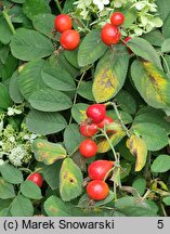 Rosa villosa Karpatia