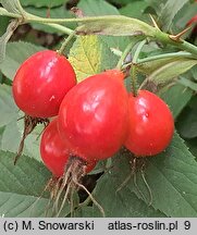 Rosa villosa Karpatia