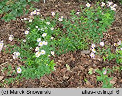 Aster mongolicus Antonia