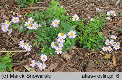 Aster mongolicus Antonia