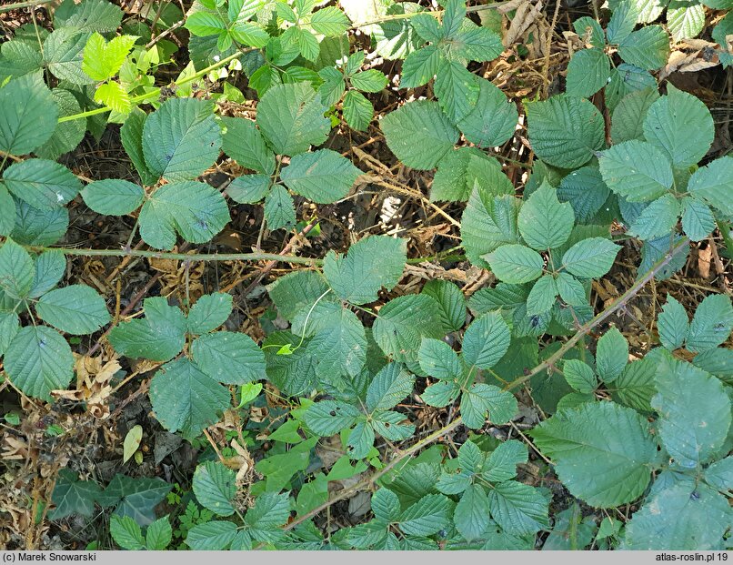 Rubus bohemo-polonicus (jeżyna pograniczna)