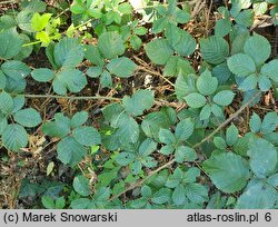 Rubus bohemo-polonicus (jeżyna pograniczna)