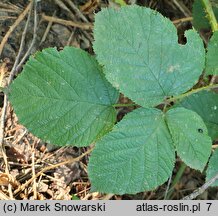 Rubus bohemo-polonicus (jeżyna pograniczna)