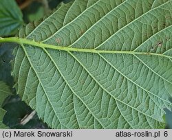 Rubus bohemo-polonicus (jeżyna pograniczna)