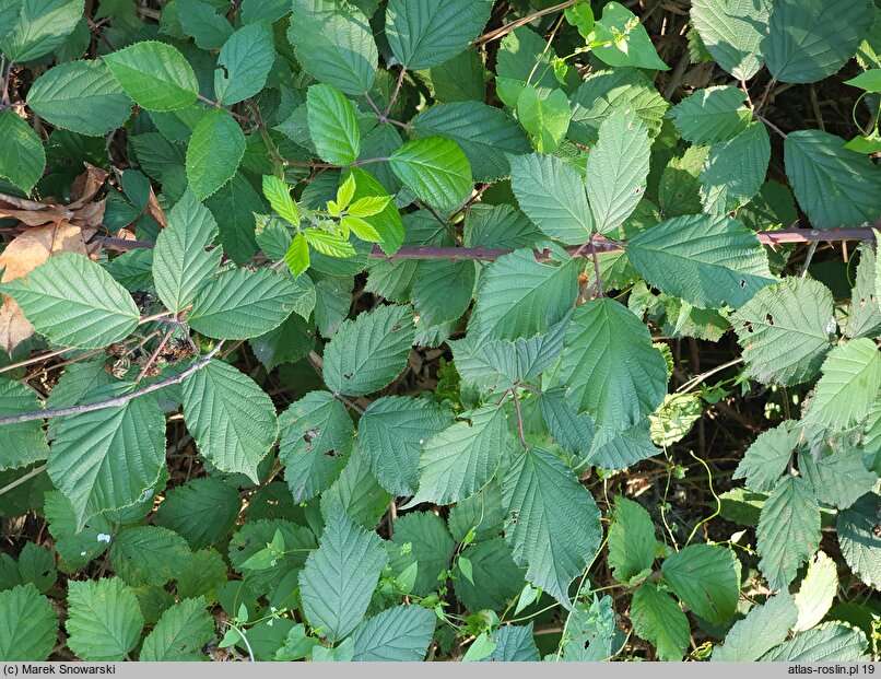 Rubus bifrons (jeżyna dwubarwna)