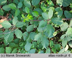 Rubus bifrons (jeżyna dwubarwna)