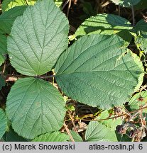 Rubus bifrons (jeżyna dwubarwna)