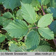 Rubus bifrons (jeżyna dwubarwna)