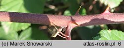 Rubus bifrons (jeżyna dwubarwna)