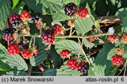 Rubus bifrons (jeżyna dwubarwna)