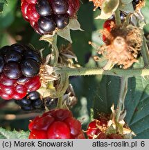 Rubus bifrons (jeżyna dwubarwna)