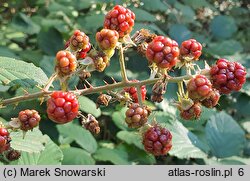 Rubus bifrons (jeżyna dwubarwna)