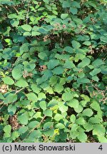 Rubus bifrons (jeżyna dwubarwna)