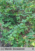 Rubus henrici-egonis (jeżyna Webera)