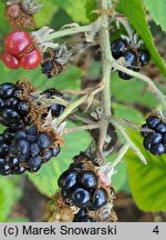 Rubus henrici-egonis (jeżyna Webera)