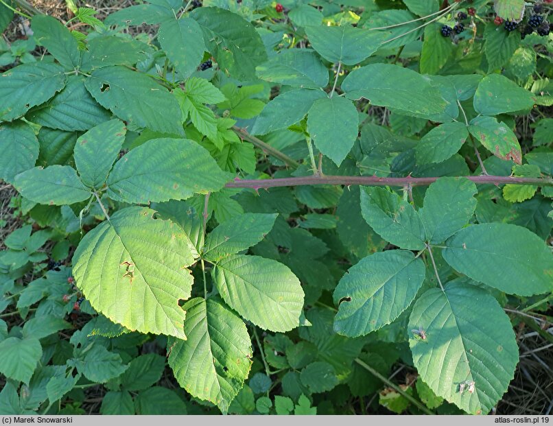 Rubus henrici-egonis (jeżyna Webera)