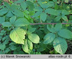 Rubus henrici-egonis (jeżyna Webera)