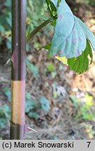 Rubus henrici-egonis (jeżyna Webera)