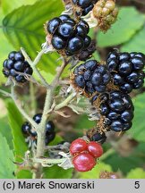 Rubus henrici-egonis (jeżyna Webera)